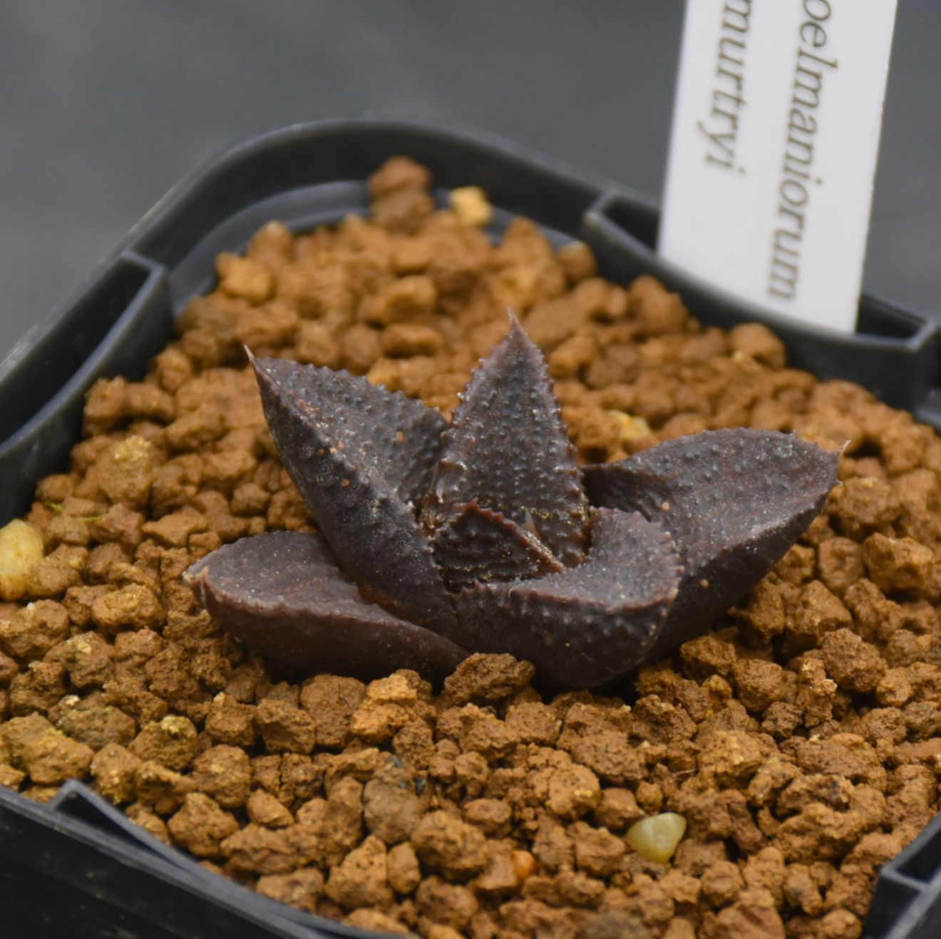 BP』ハオルチア マクマトリー mcmurtryi - メルカリ