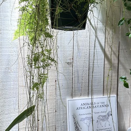 観葉植物 ネフロレピス グリーンファンタジー 5号吊り鉢(個体