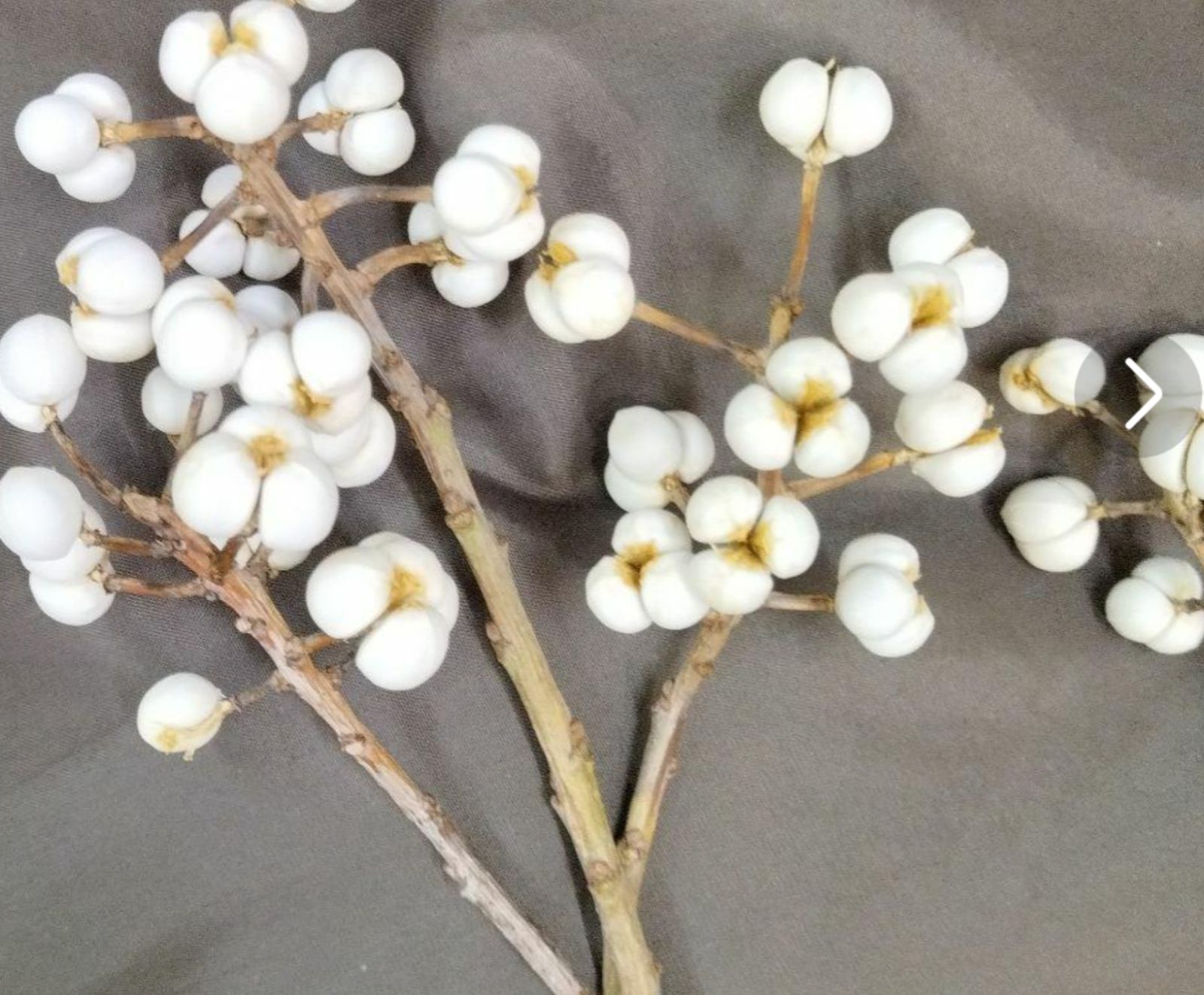 000200.ナンキンハゼの実。ナンキンハゼ。ドライフラワー。自家栽培。