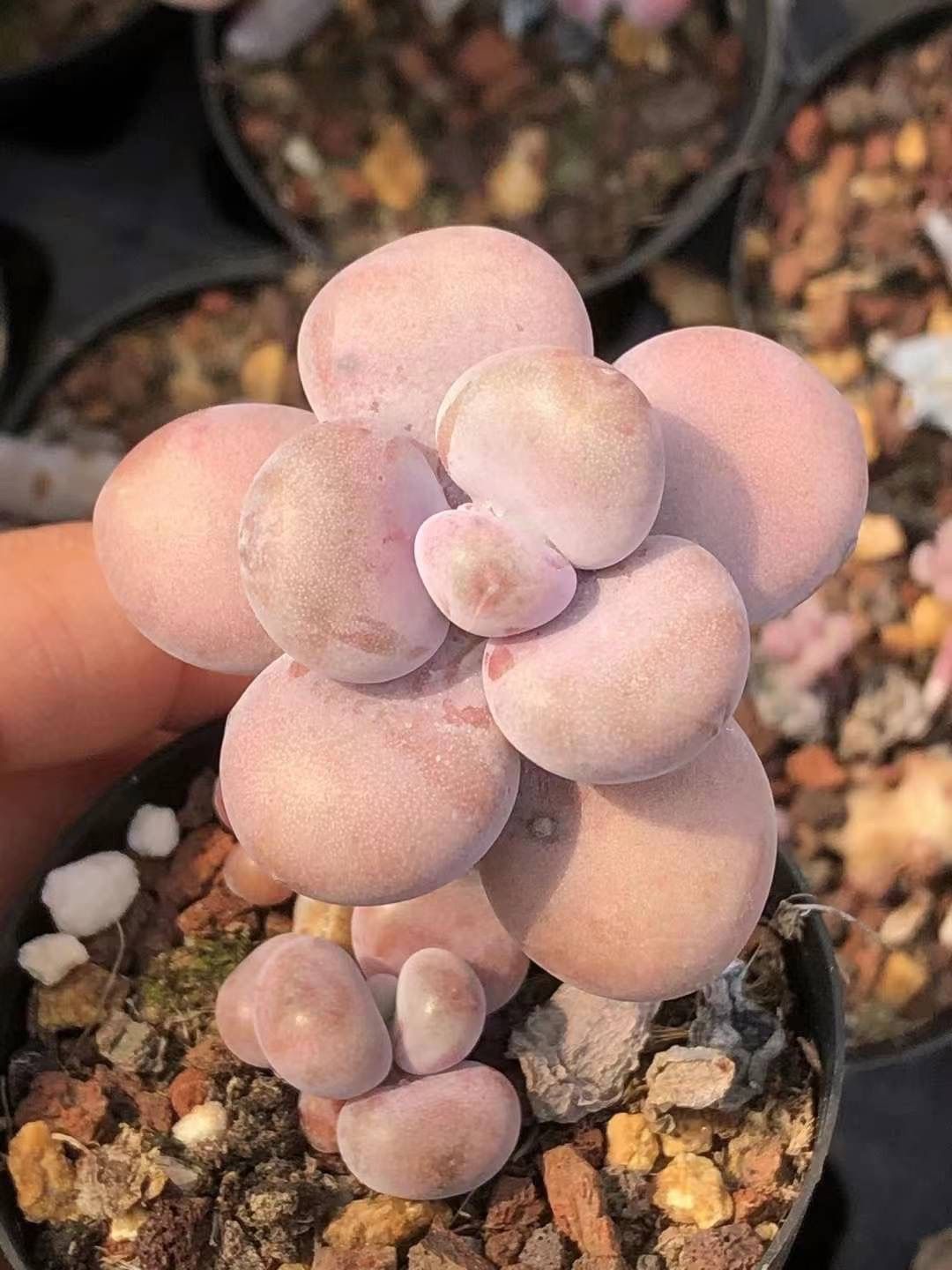 多肉植物　膵臓のたまご 1135現物 多肉植物 膵臓のたまご | るる農園~多肉植物専門