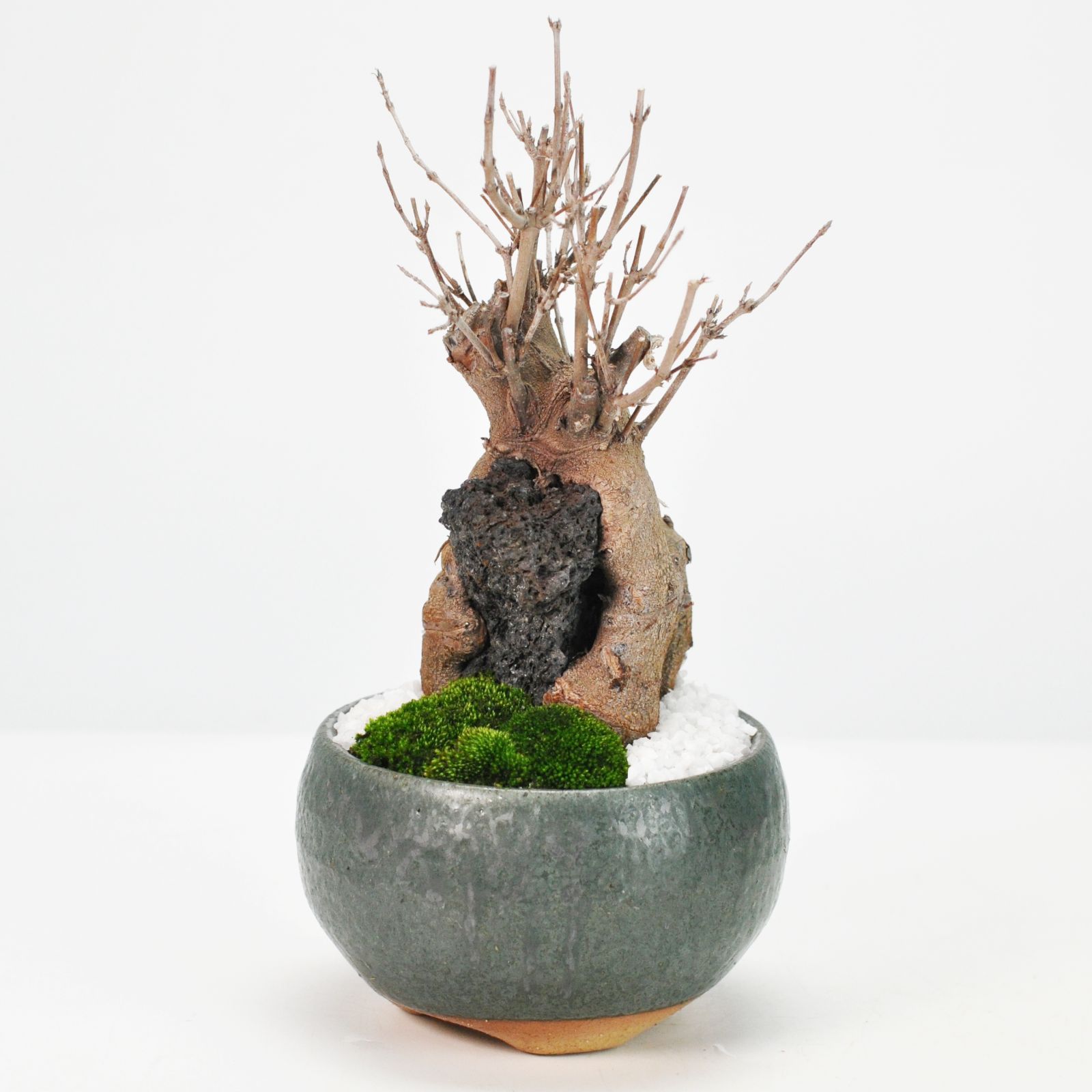 小型黒松半懸崖盆栽 ポイント 幹肌も良い曲がりくねった幹姿が楽しめ