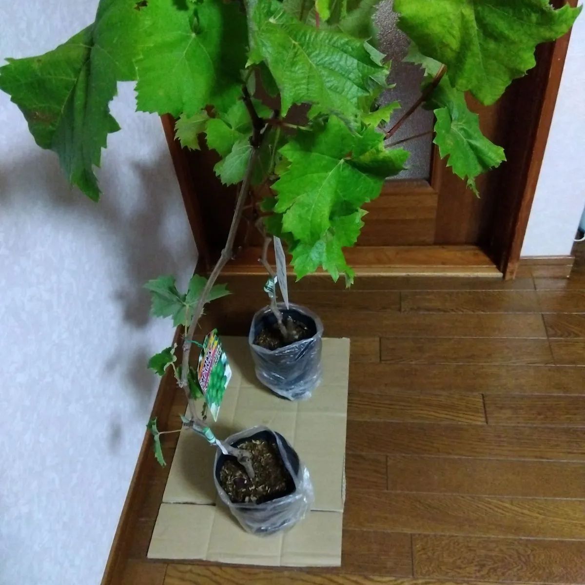 ぶどう苗木