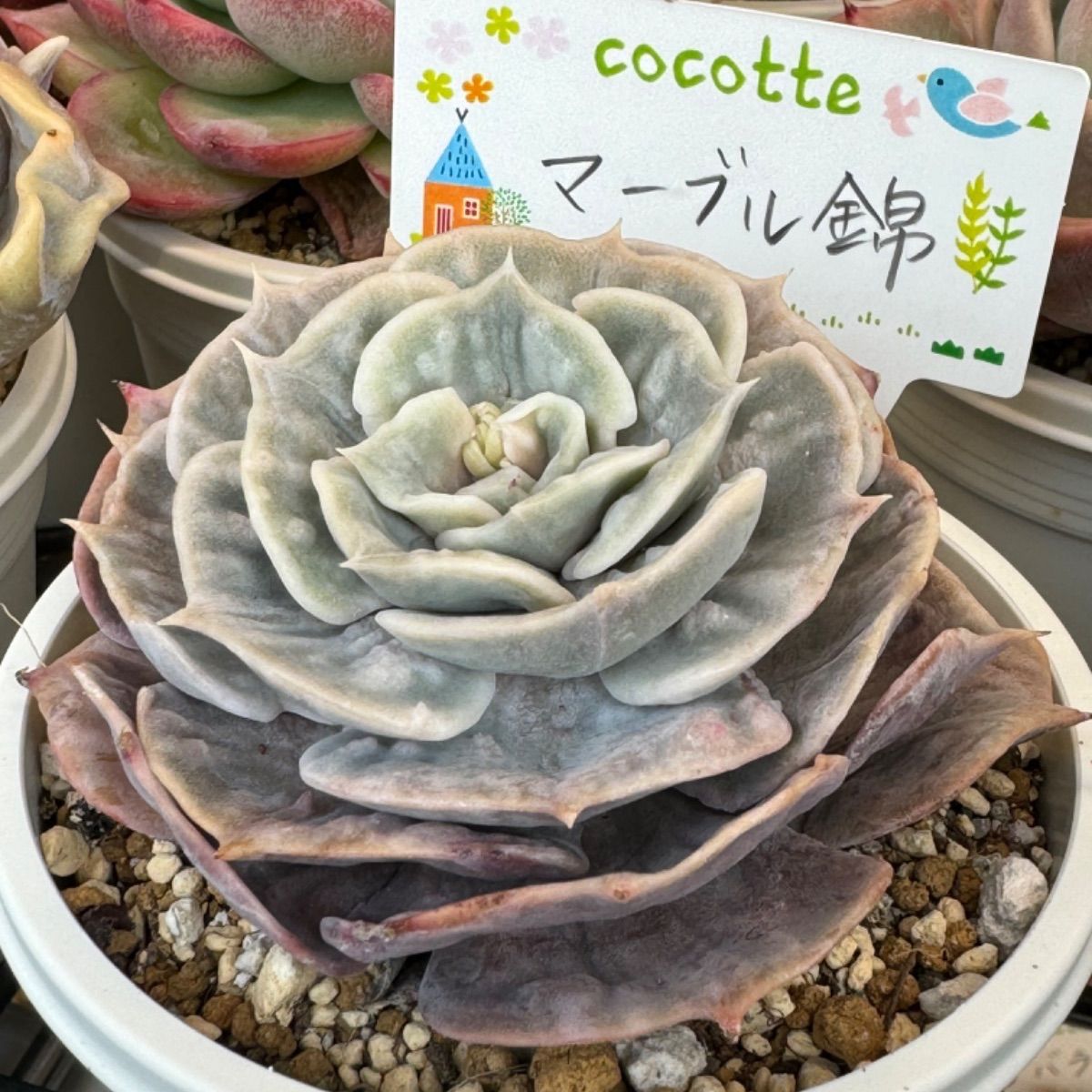 KJ41 ホワイトマーブル 韓国苗 兄弟多肉 多肉植物 エケベリア