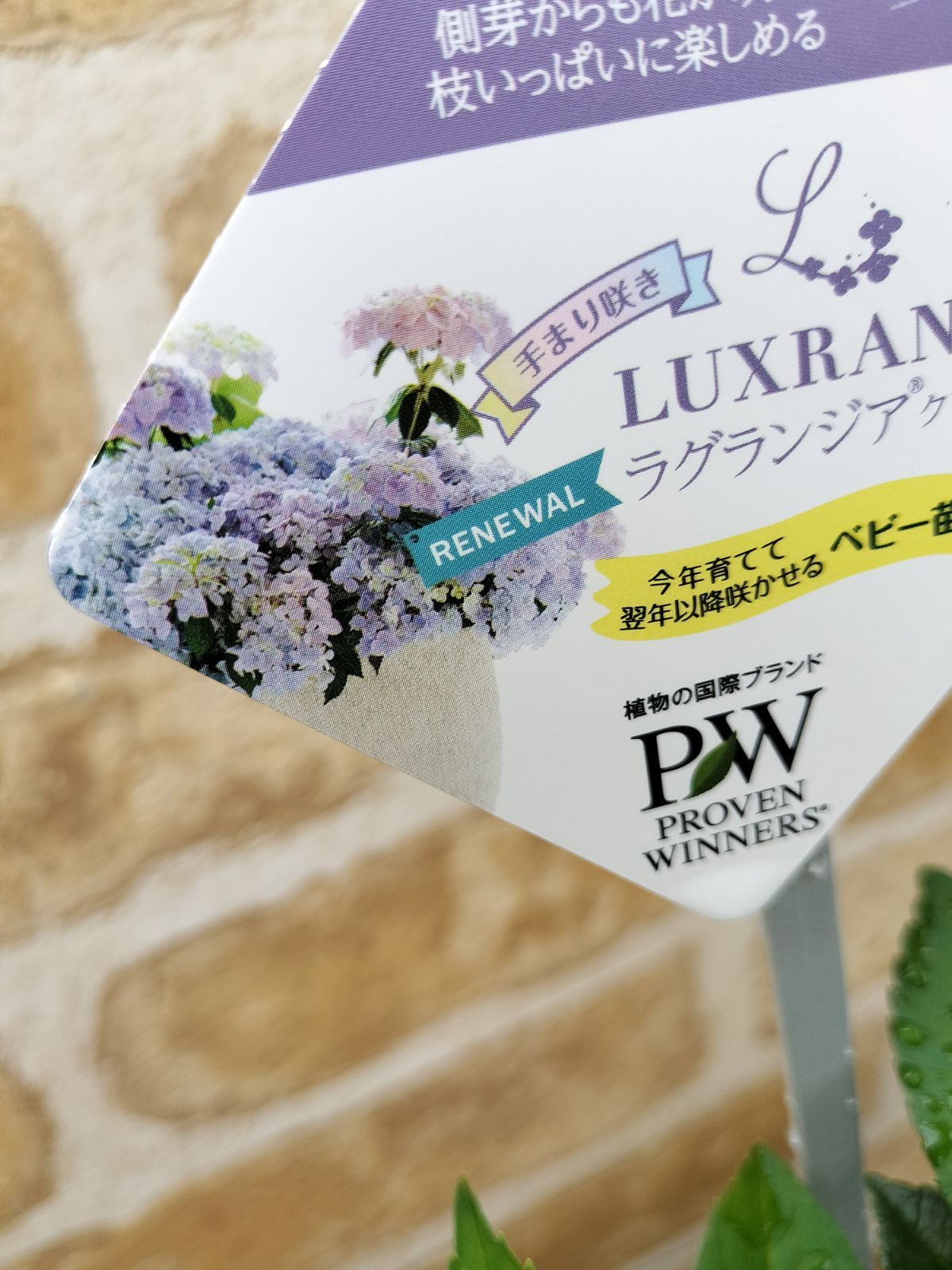 ラグランジア・クリスタルヴェール2 - 岐阜フラワーショップス - メルカリ