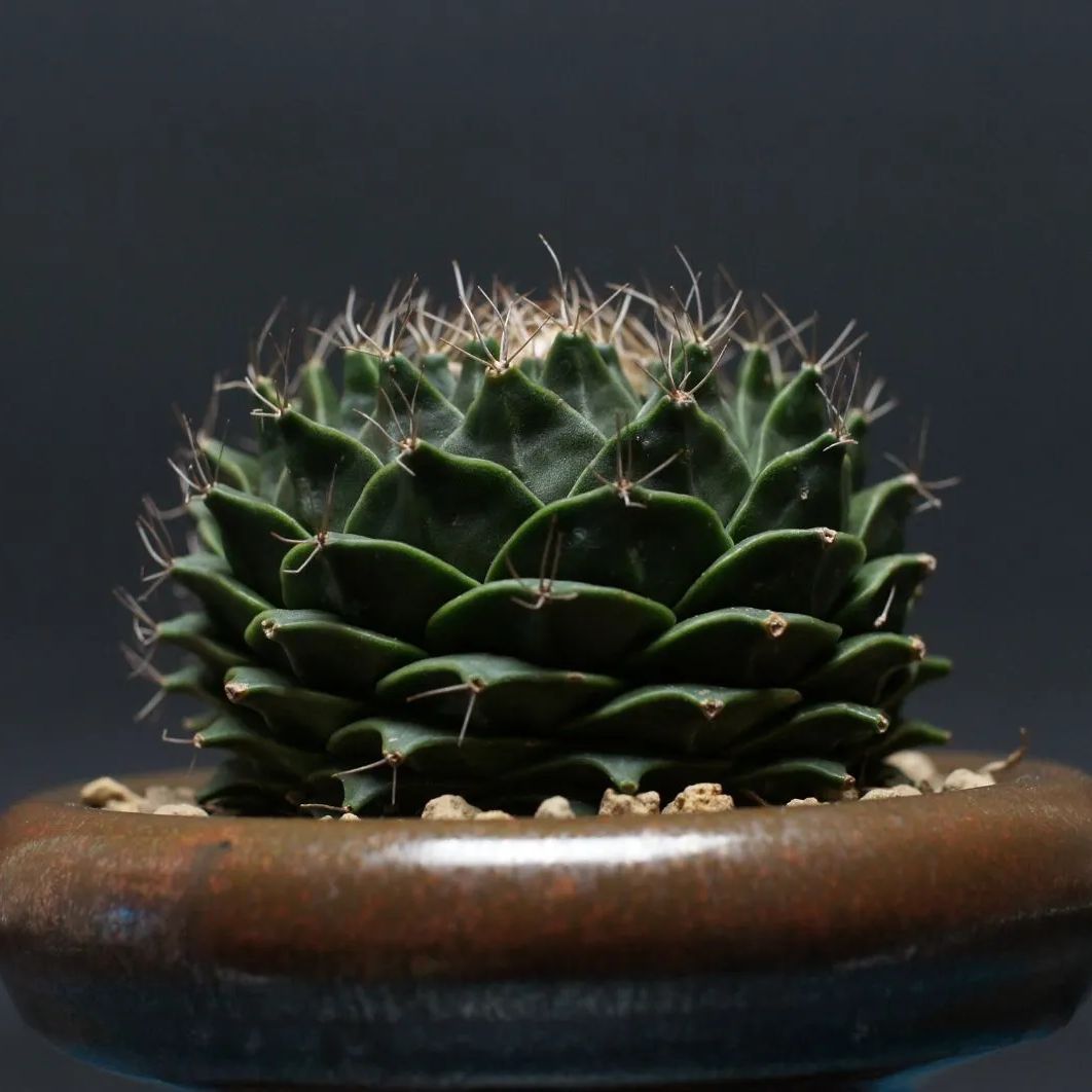 デニグリー 帝冠