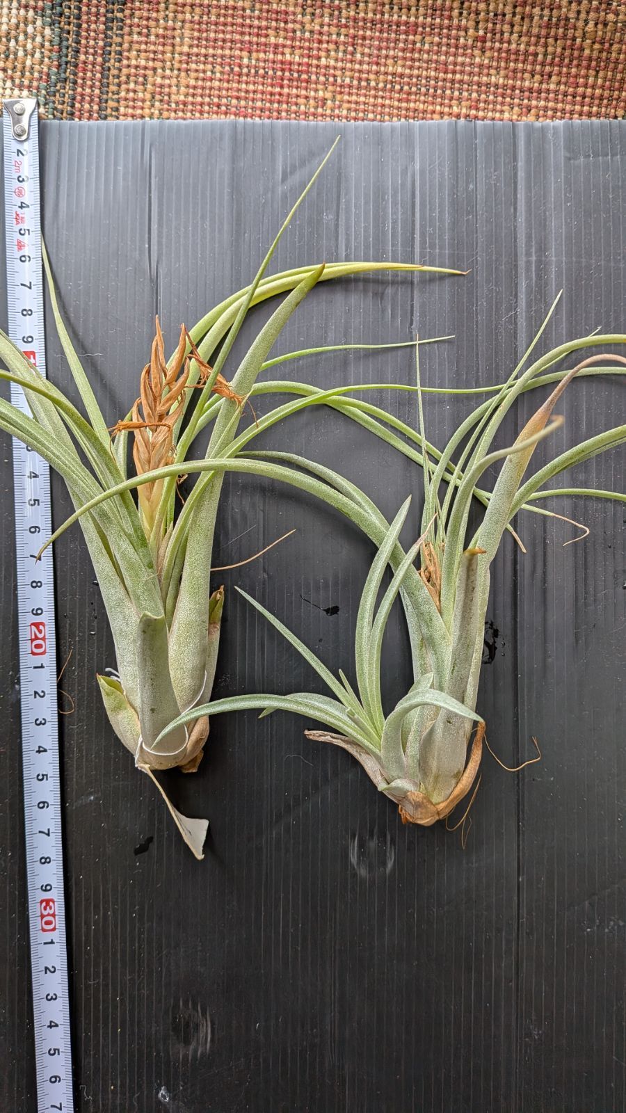 チランジア Jackie Loinaz x Kraken 1株 - メルカリ