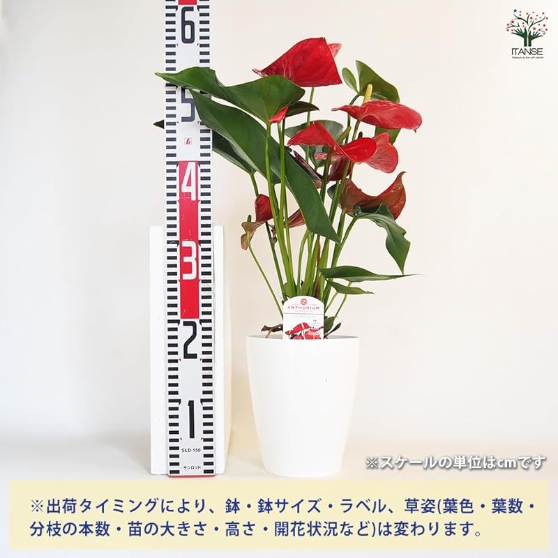 ＩＴＡＮＳＥ アンスリウム ミネソタ 6号 1個売り 観葉植物 熱帯植物 学名 Anthurium andraeanum Minnesota タイプ サトイモ科 ベニウチワ属 アンスリウム属 非耐寒性 多年草 原産地 熱帯アメリカ 西インド諸島 YUZUMIYA_COM