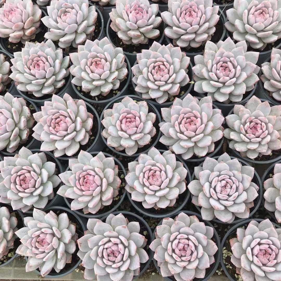 銀*丞様 R527　白月影　抜き苗　21株　多肉植物 エケベリア 韓国苗 サボテ 特価 抜き苗 シンギョクフヨウ SKL1241×18株 ふっくら 多肉植物