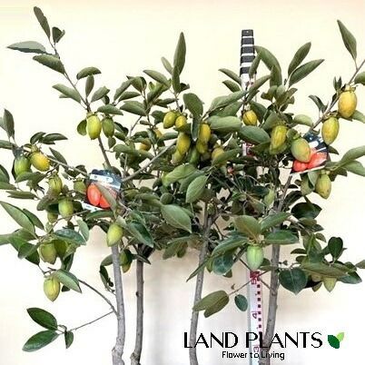 柿 KAKI（ふでがき：筆柿）1鉢 7号 プラスチック苗 1鉢 カキ