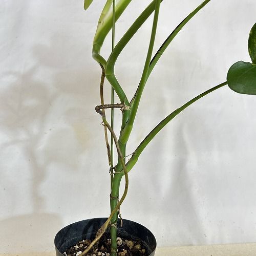 斑入りモンステラ ボルシギアナ オーレア(黄斑) 4号硬質黒ポット 個体B