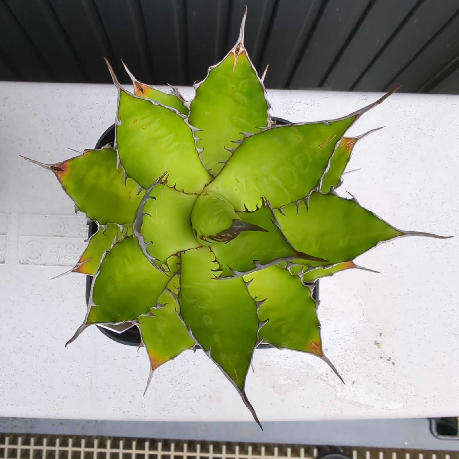 アガベ ホリダ 大株 抜き苗にて配送 - メルカリ