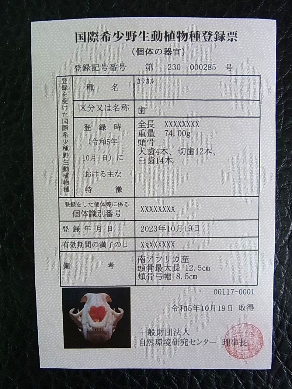 貴重！美！カラカル 頭骨 ※登録票付 【公式通販】