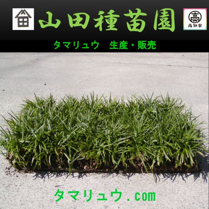 タマリュウ 玉竜 たまりゅう ３０枚