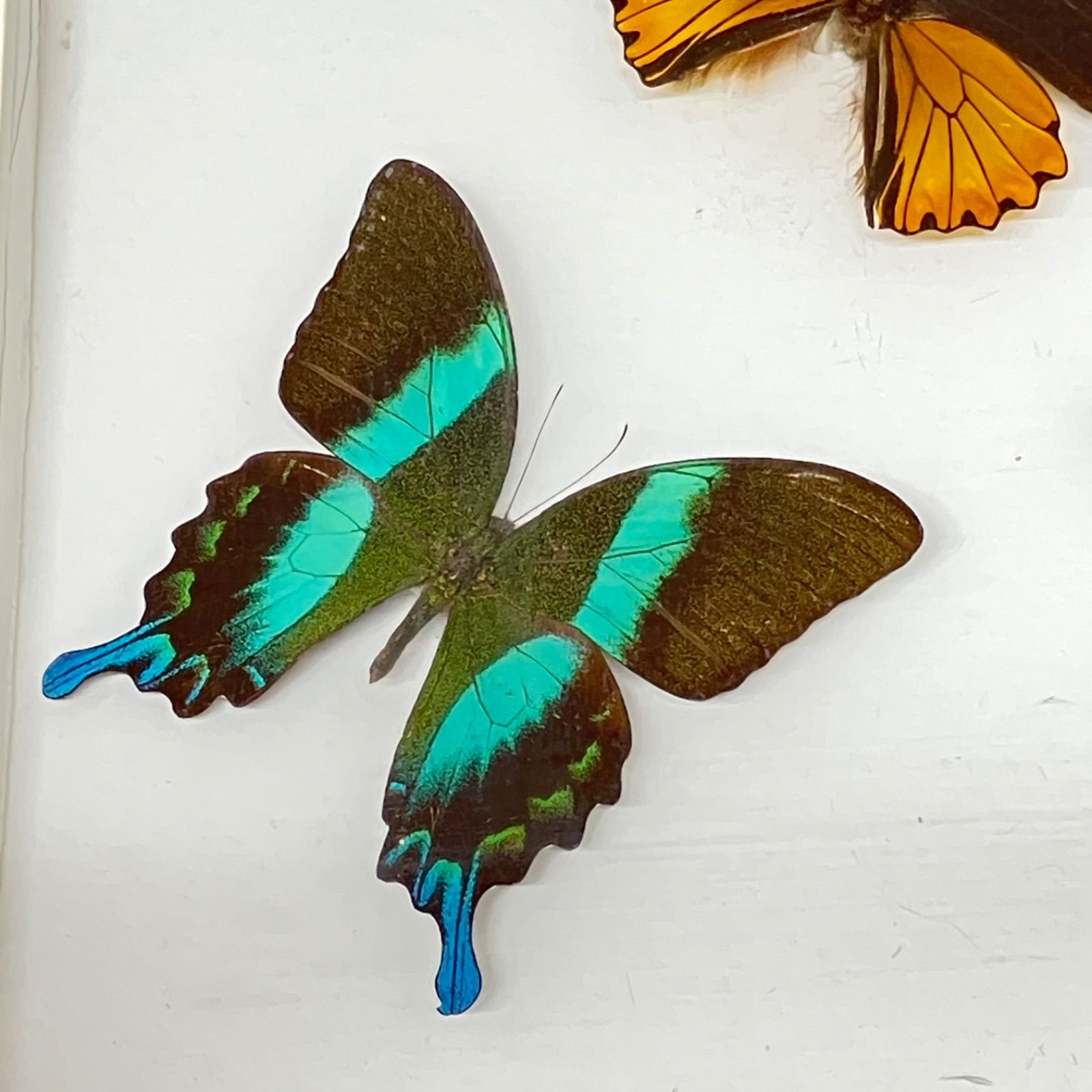 名蝶社 蝶 標本 5種類 オビクジャクア ・カルナルリモンアゲハ