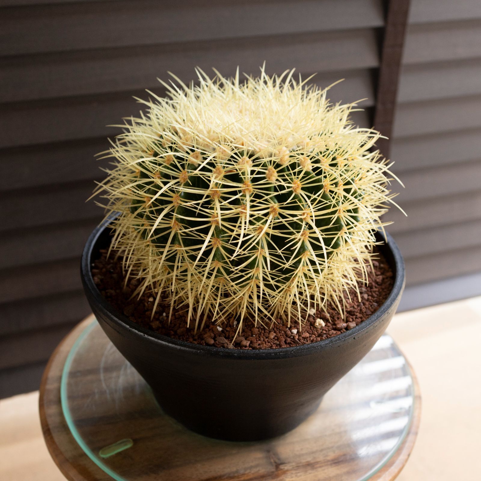 発根済 24cm 金鯱 サボテン 8号 ドライガーデン 金シャチ キンシャチ 陶器鉢 1025BK-2 WWW_GEBZETESISAT_COM_TR