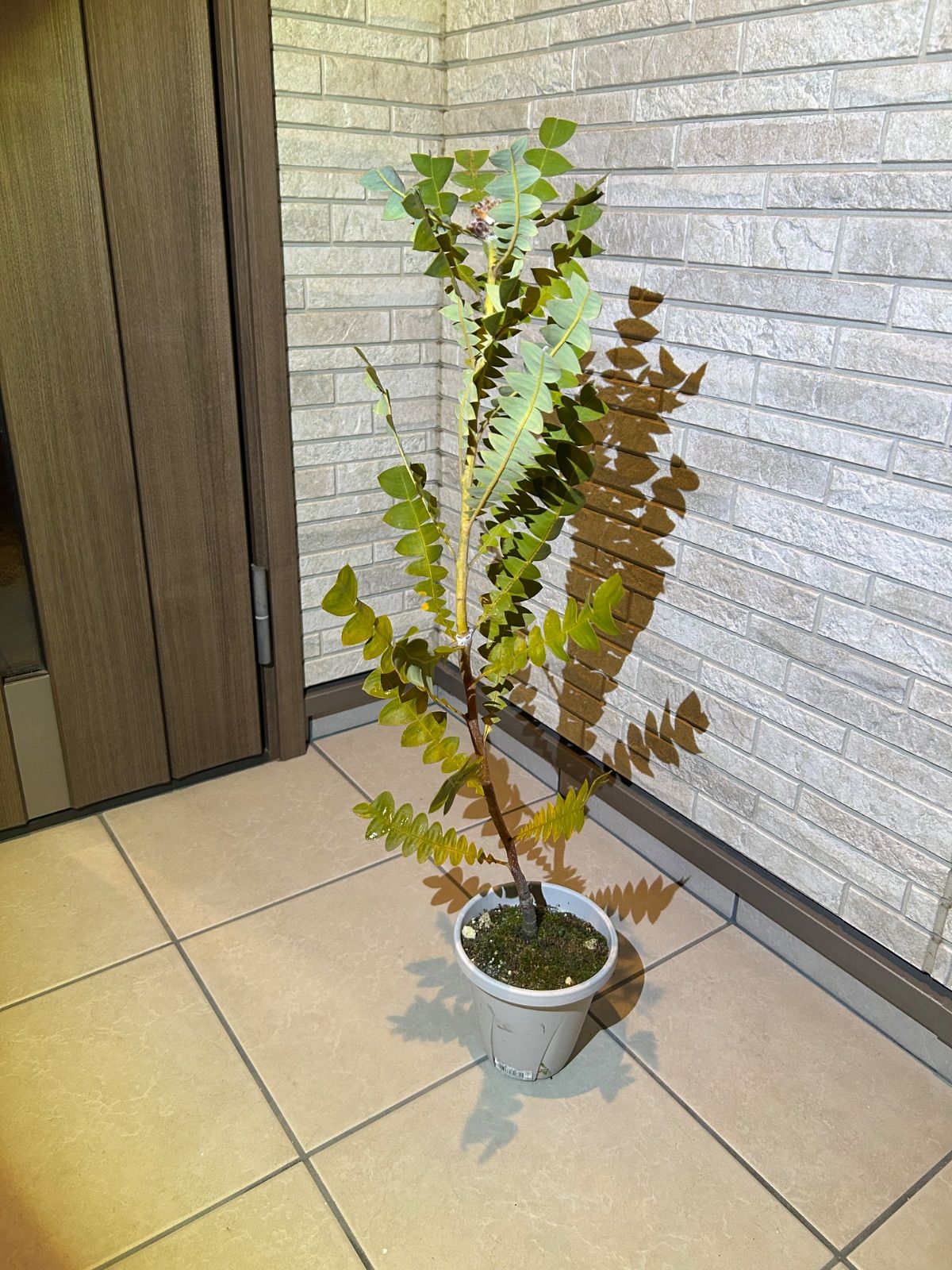 バンクシア