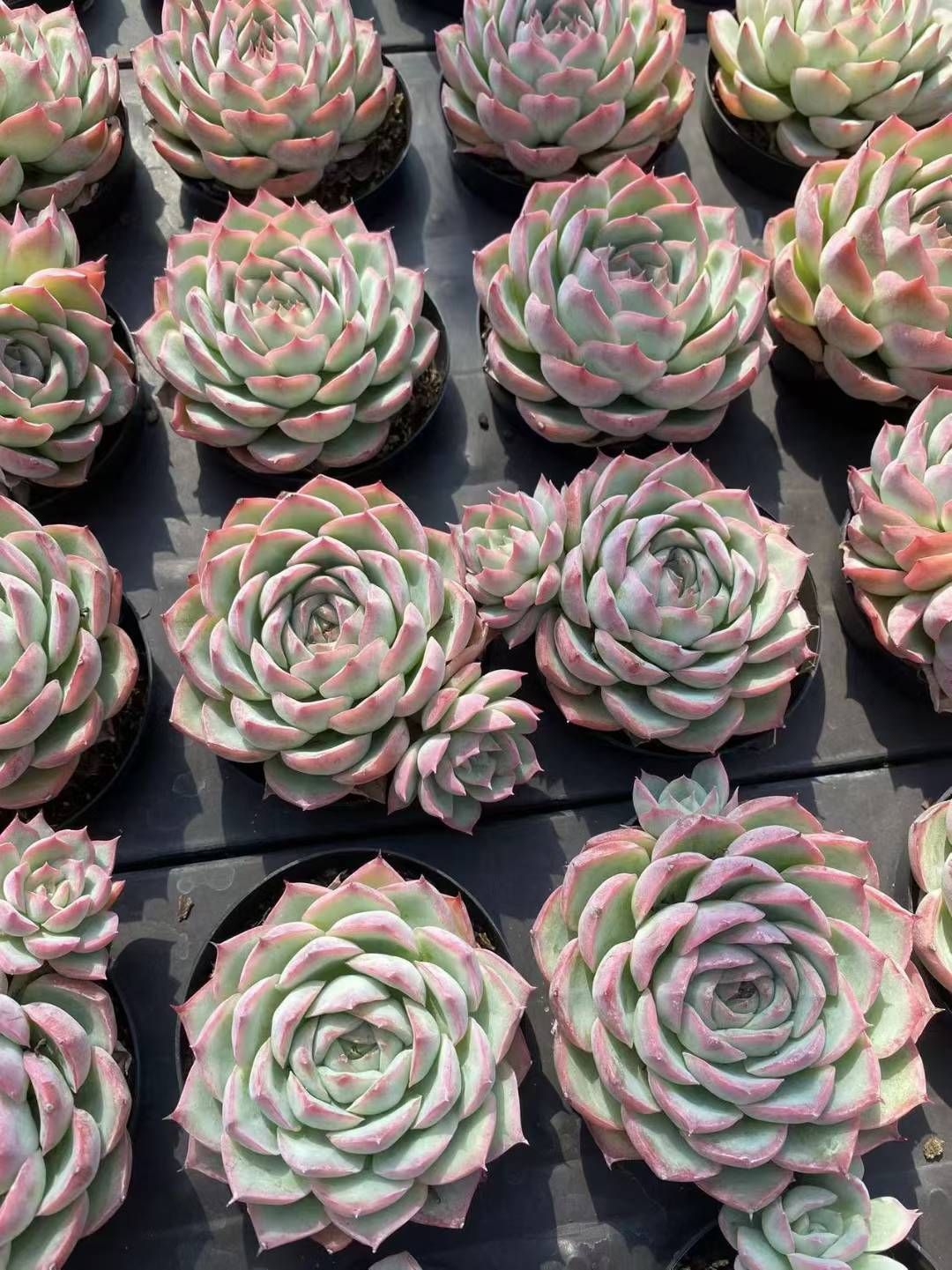 多肉植物 韓国苗 kaorin様