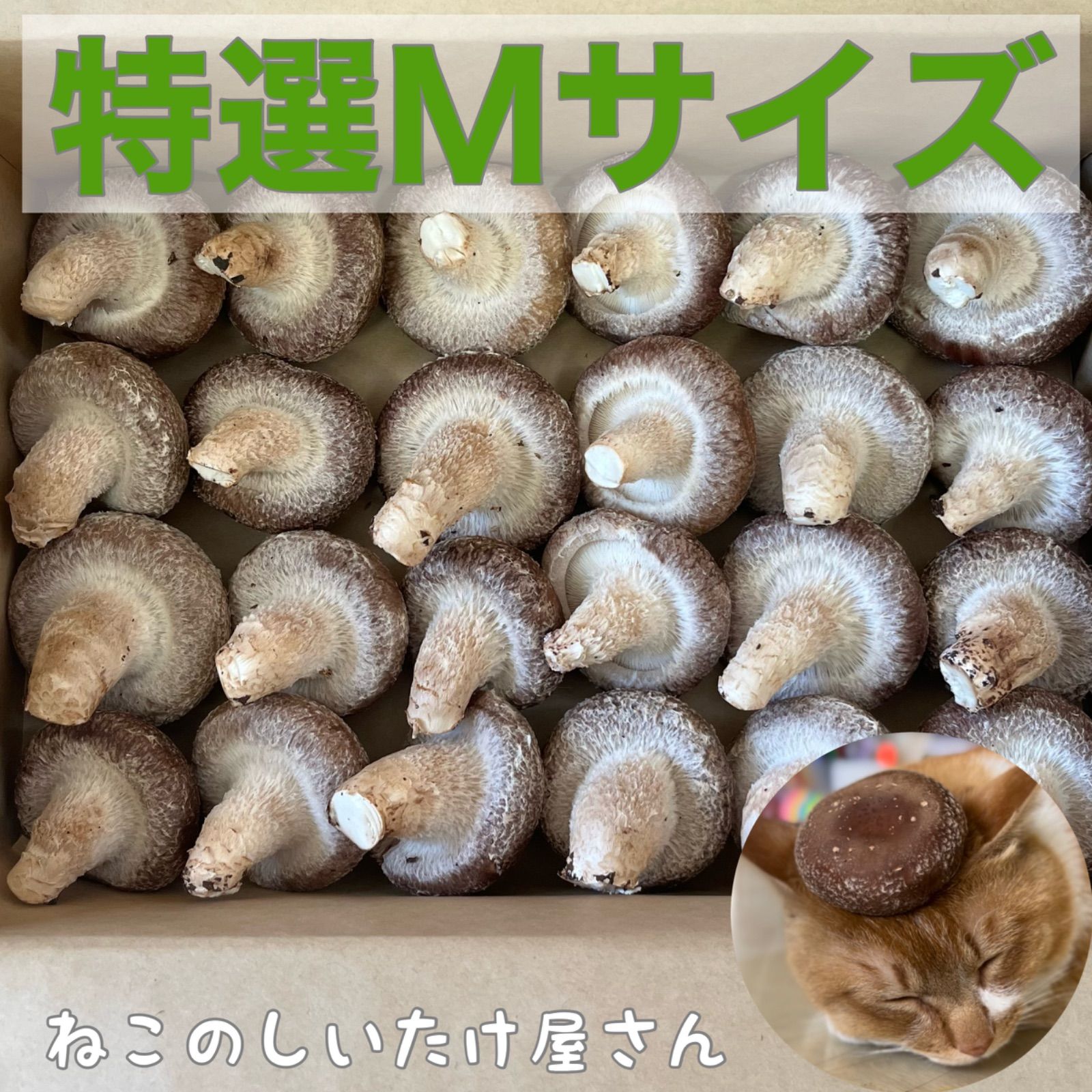 朝採れ新鮮肉厚しいたけMLサイズ20個 箱にいっぱい60サイズ発送-