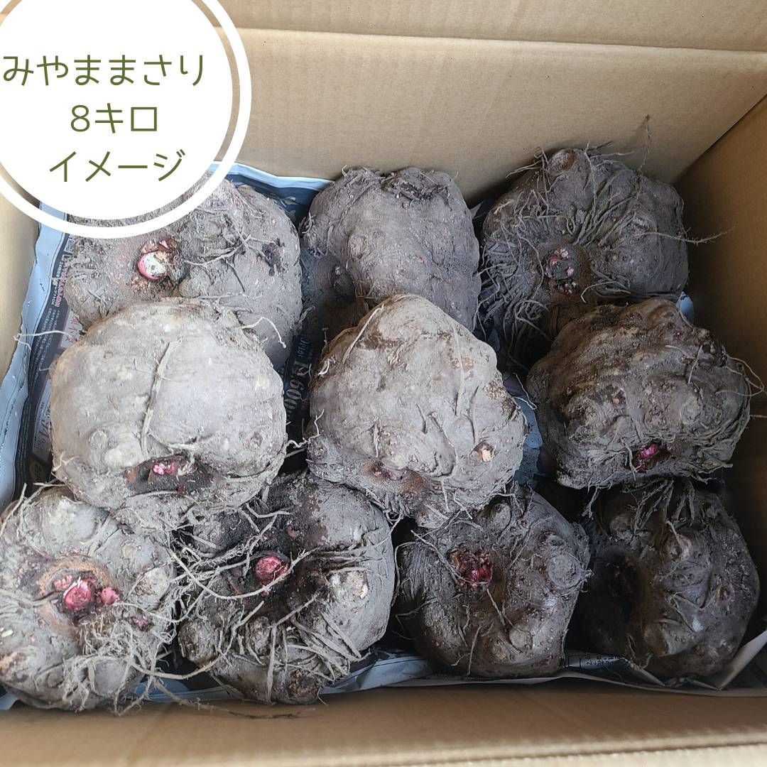 群馬県産こんにゃく芋(5kg)　みやままさり