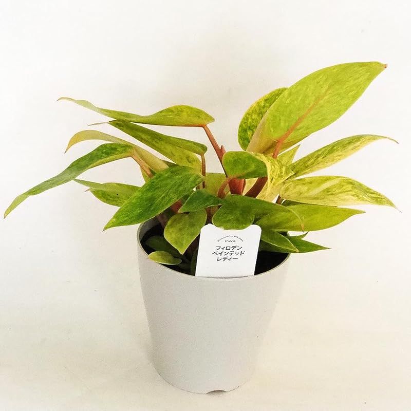 ＩＴＡＮＳＥ フィロデンドロン ペインテッドレディ 4号 2個セット 品種で選べる観葉植物 学名 Philodendron Painted Lady サトイモ科 非耐寒性常緑多年草●鮮やかな葉色と独特の模様が魅力の品種です 黄色のペンキを塗ったよ
