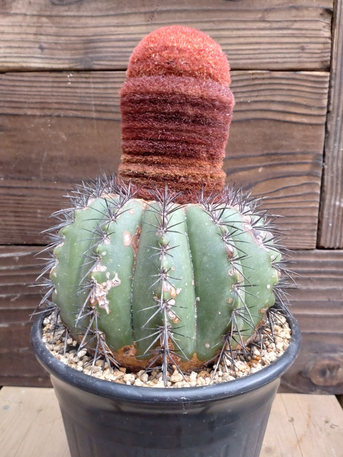 ◇メロカクタス 巻雲 2頭 ◇サボテン・多肉植物 ◇2006488