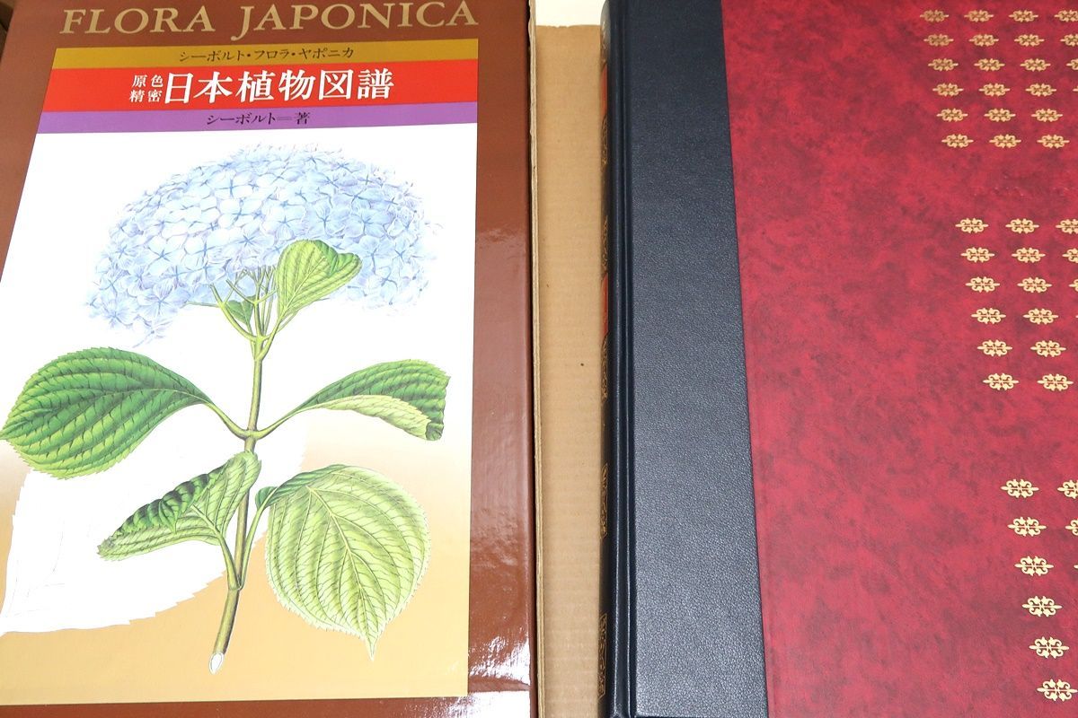 シーボルト「原色精密 日本植物図譜」