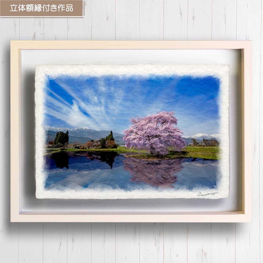 和紙の絵写真 「水田に映る桜と北アルプス」 立体額縁付き 小売