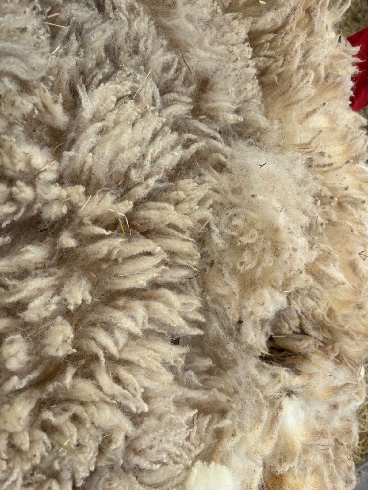 テクセル種 原毛