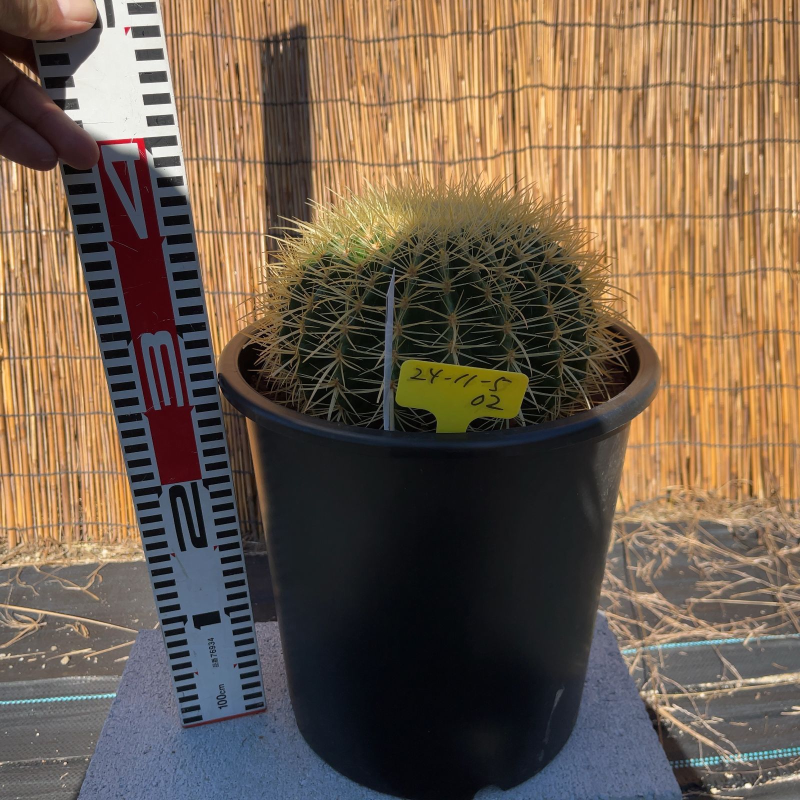 【鉢ごと発送】サボテンの王様！金色サボテン / 金鯱（キンシャチ）Golden barrel cactus / 8号 黒鉢【現品】M24-11-5-02