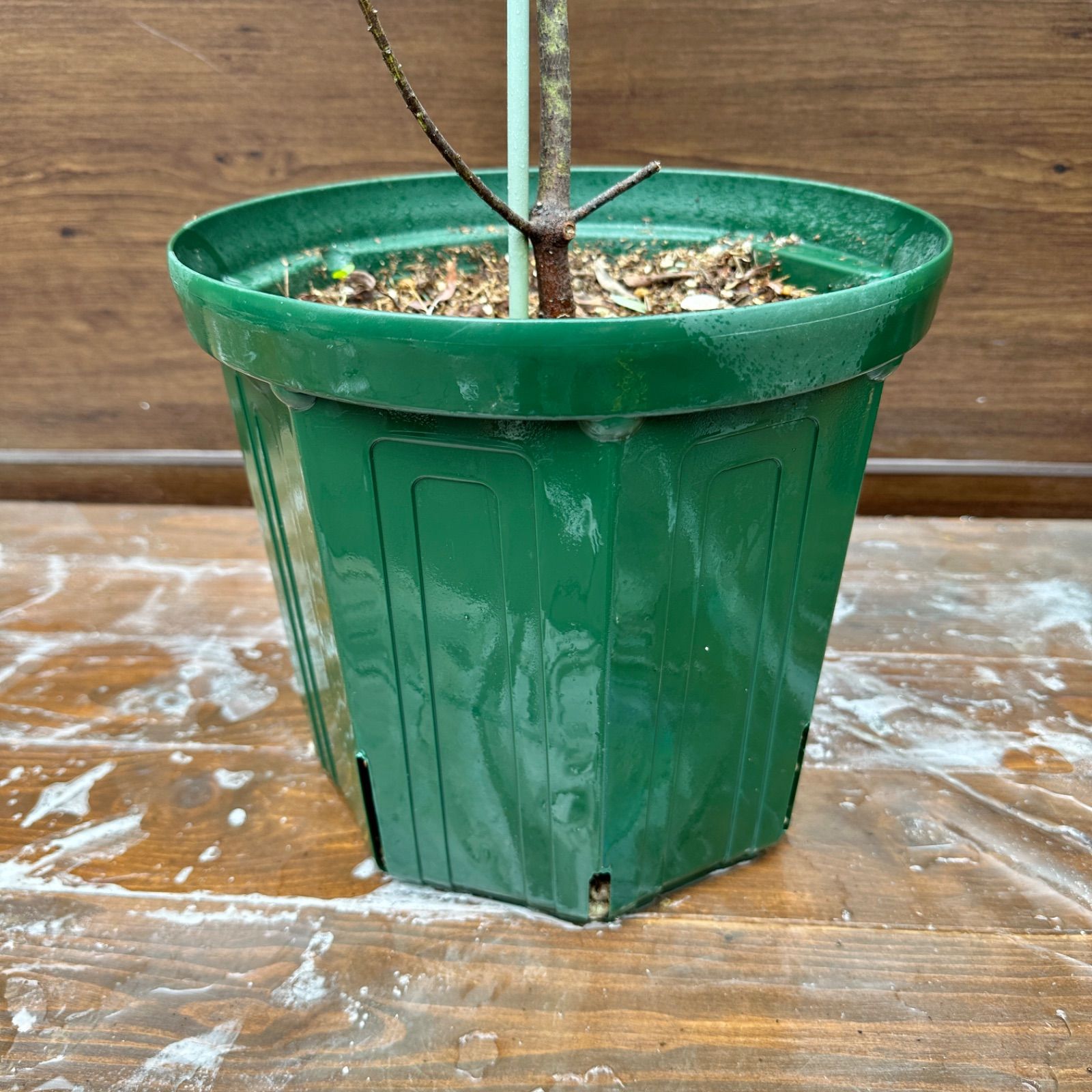 ブルーブッシュ