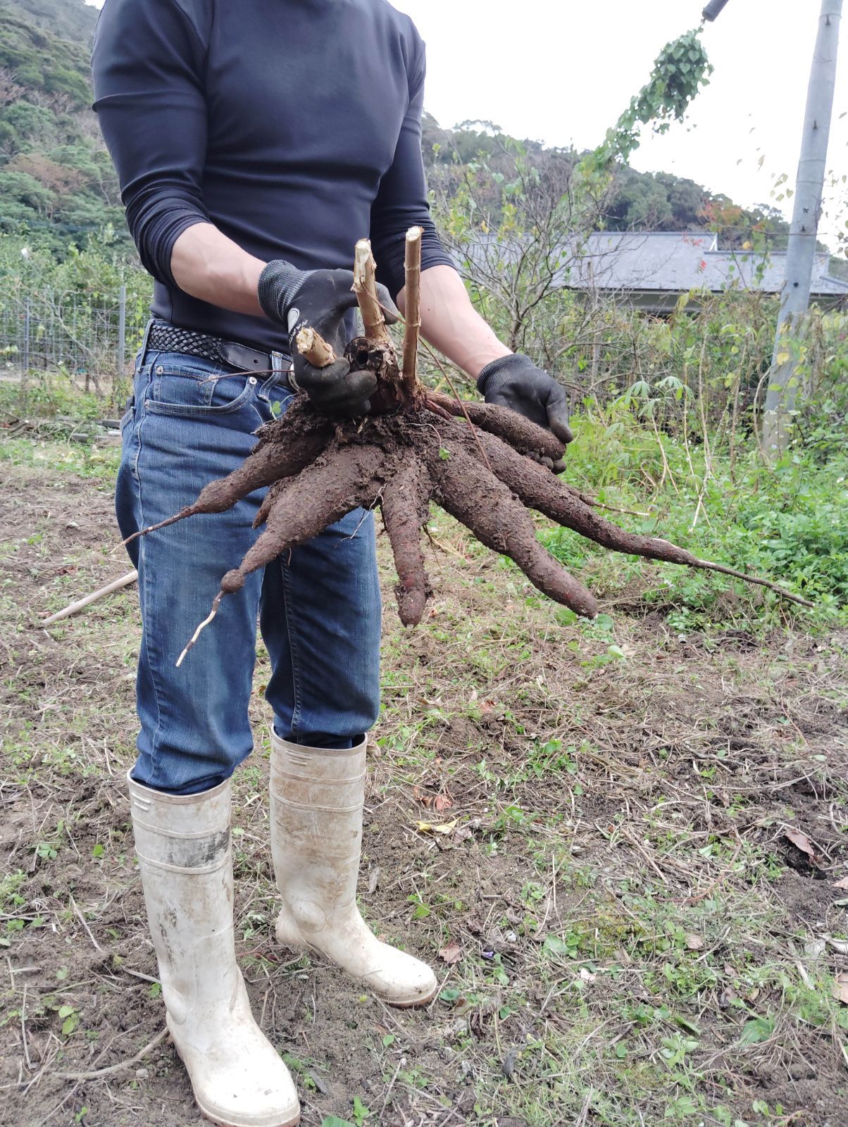 徳之島産キャサバ生芋イエロー15キロ 【公式通販】 徳之島産キャサバ生芋20