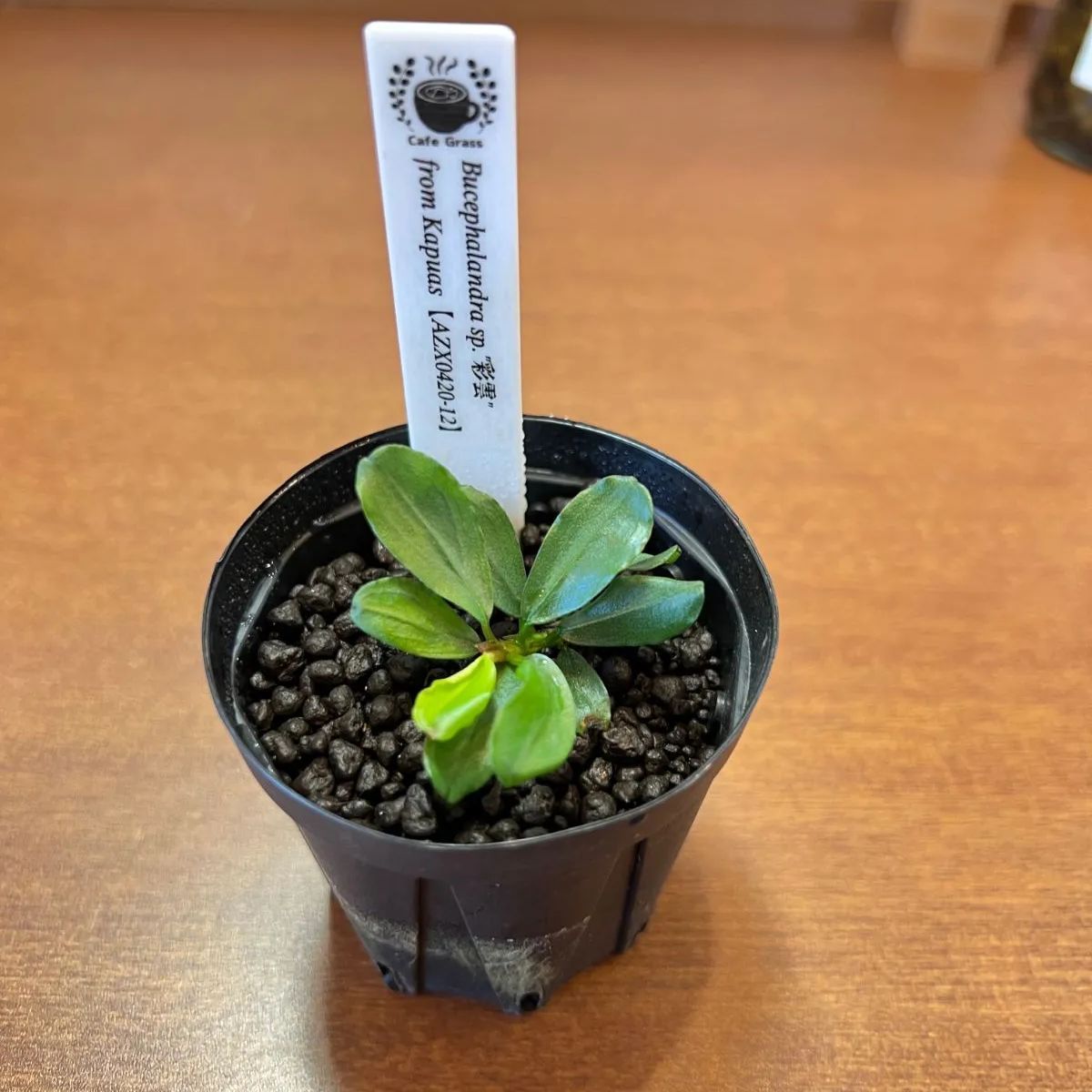 【AZ便】Bucephalandra sp. 彩雲 ［AZX0420-12］ Bucephalandra sp. 