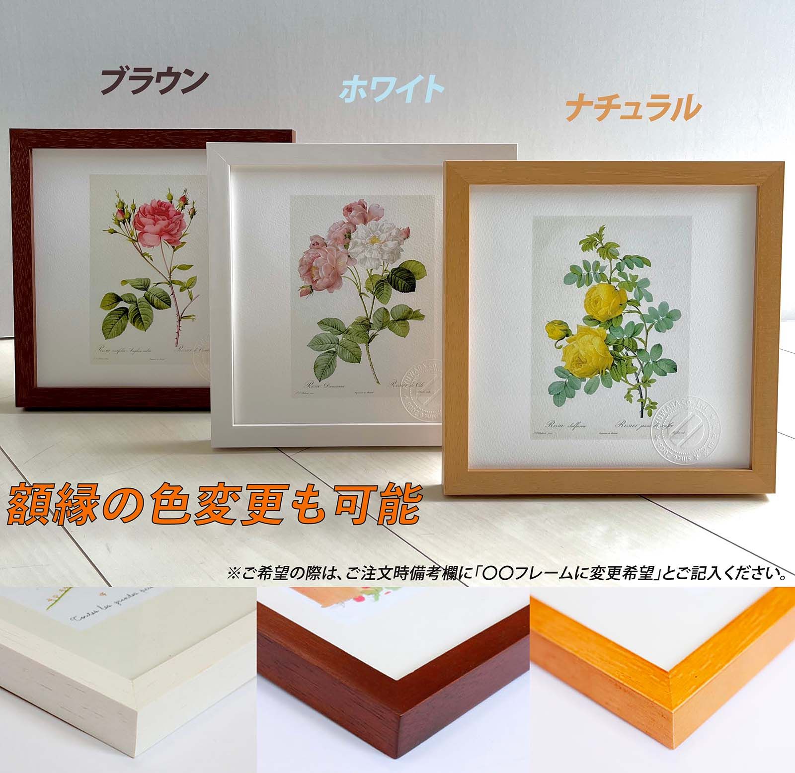 版画 絵画 ロサ・インディカ・クルエンタ ルドゥーテ ボタニカル 版画 絵画 ロサ・インディカ・クルエンタ ルドゥーテ ボタニカル