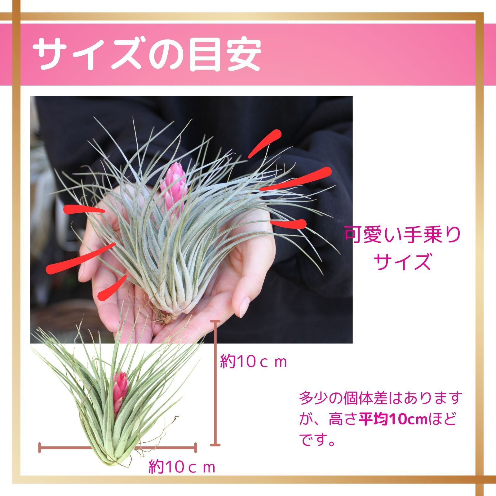 ☆花付き【コットンキャンディー】チランジア エアプランツ エアー