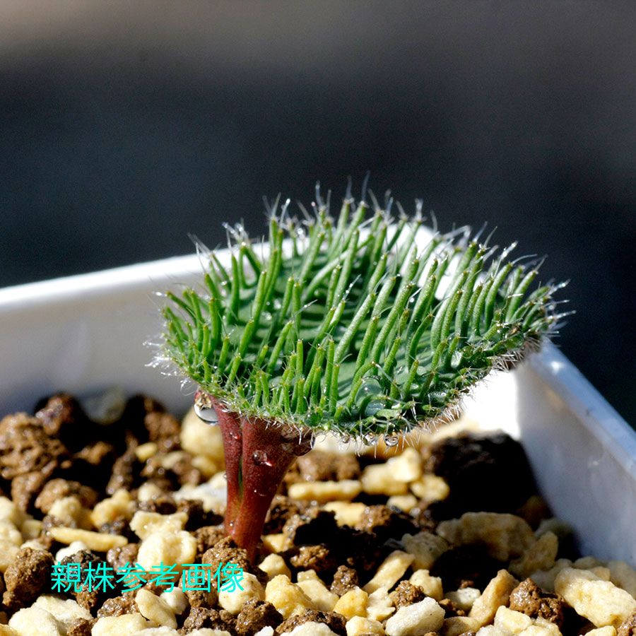 エリオスペルマム エリヌム Eriospermum erinum EQ808 通販 実生