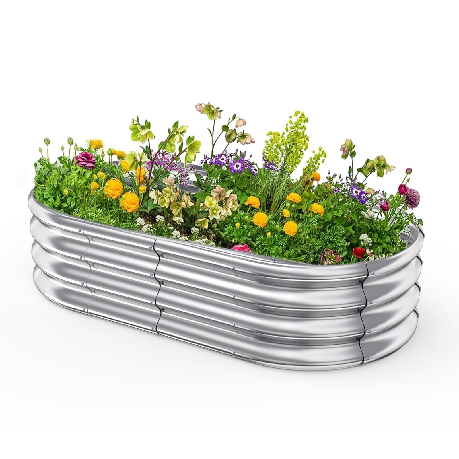 ピクタ銀河実生 黄金ノリ斑 多肉植物 ハオルチア アロエ ピクタ銀河