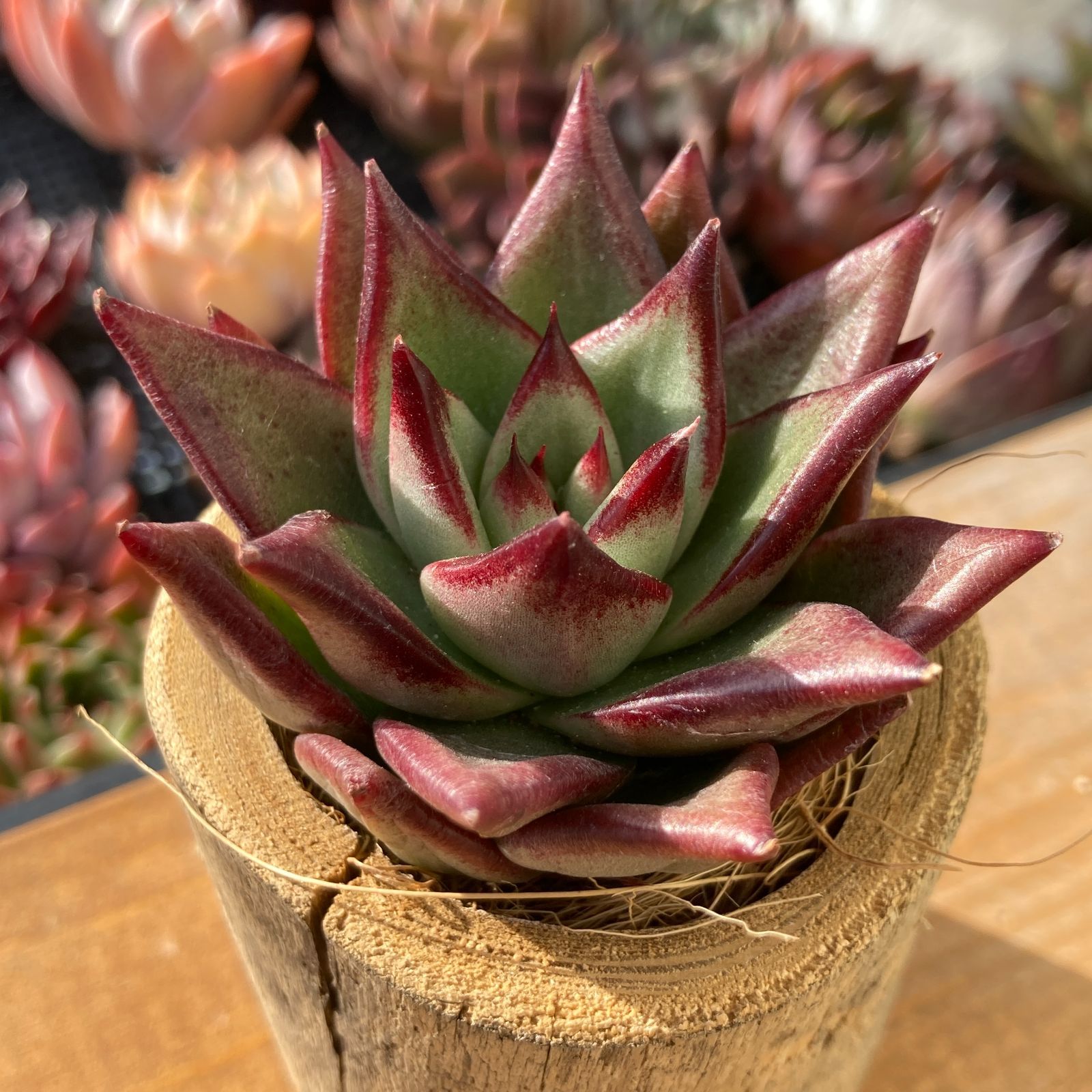 新入荷】エケべリア ブラックダイヤ 多肉植物韓国苗【ポコ多肉