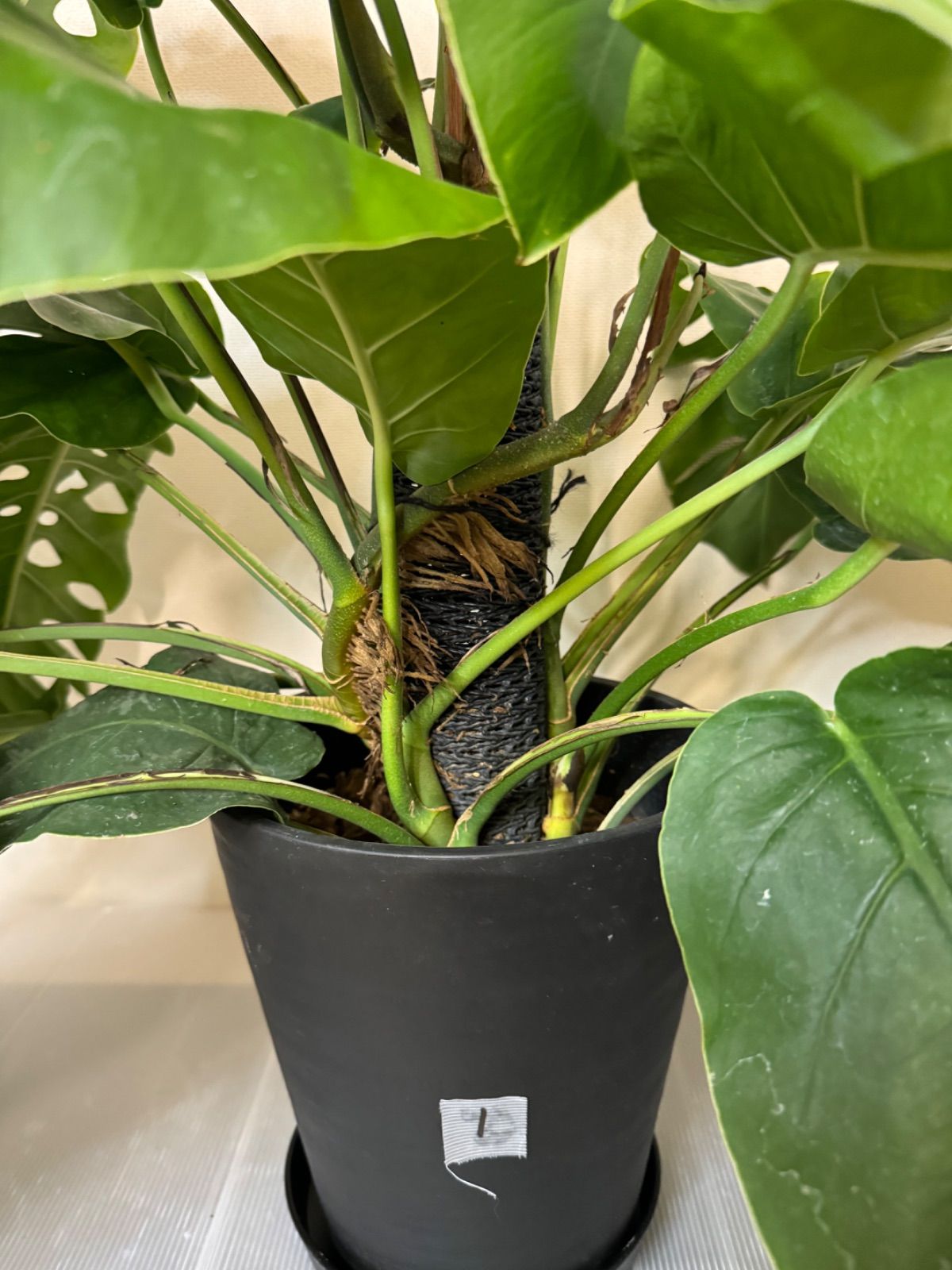 ❣️入荷❣️希少‼️モンステラ デュビア 7号 人気の観葉植物 ❣️①  