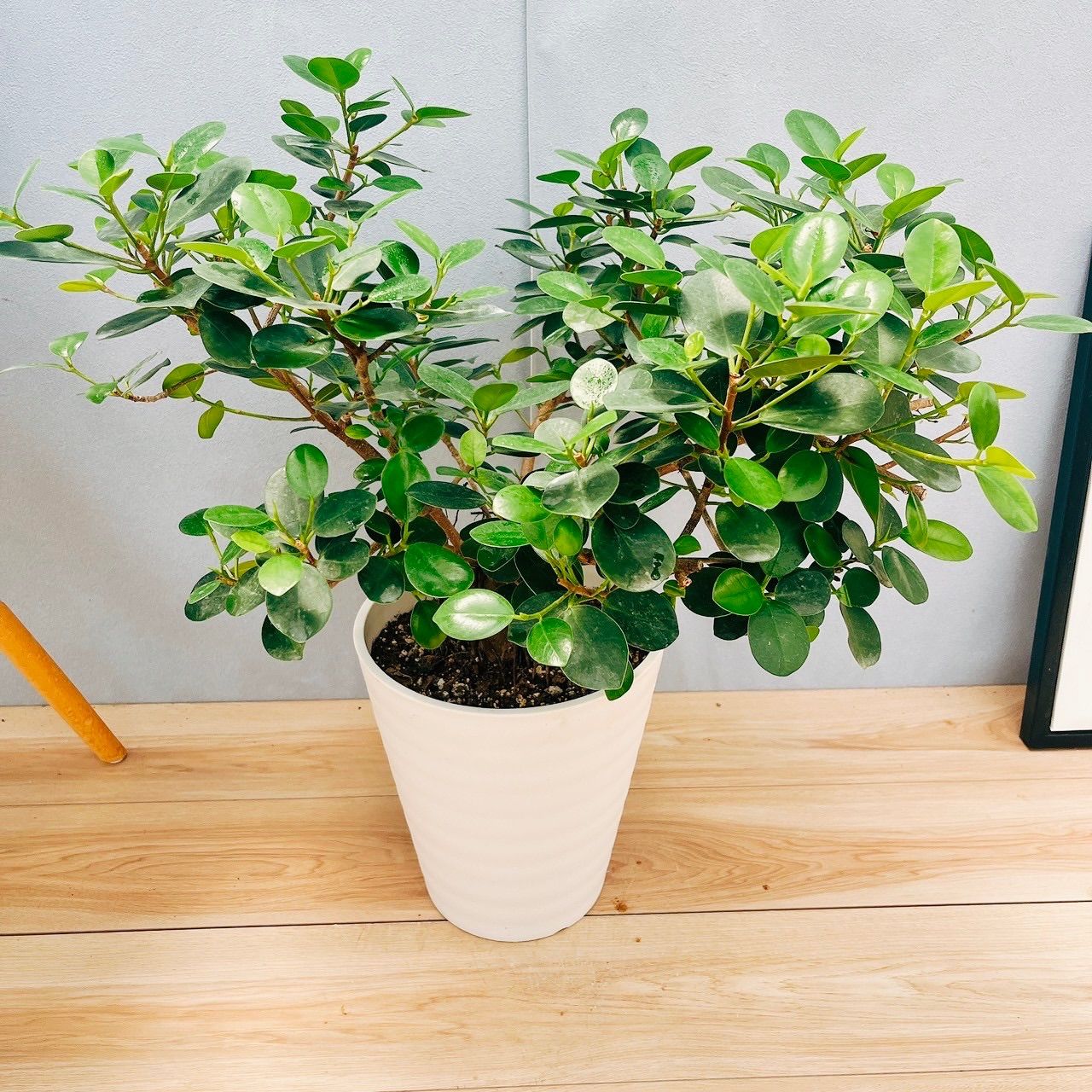 現品］【希少】9番 パンダガジュマル 8号 観葉植物 室内 レア