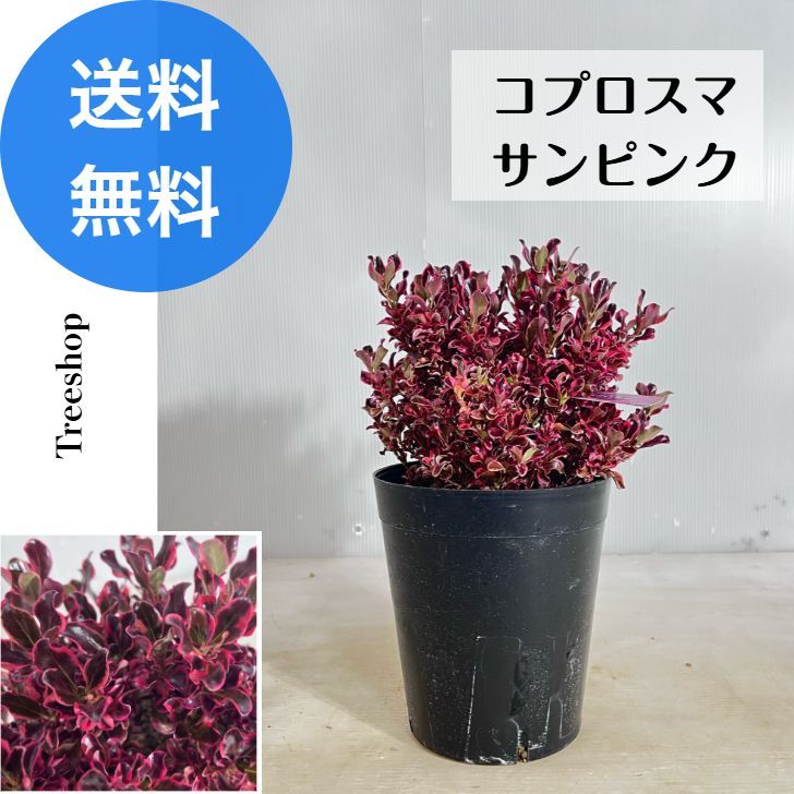 コプロスマ サンピンク【送料無料】高さ0.2ｍ 幅0.2ｍ 18ｃｍプラ鉢 カラーリーフ 生垣 常緑 低木 苗木 庭木