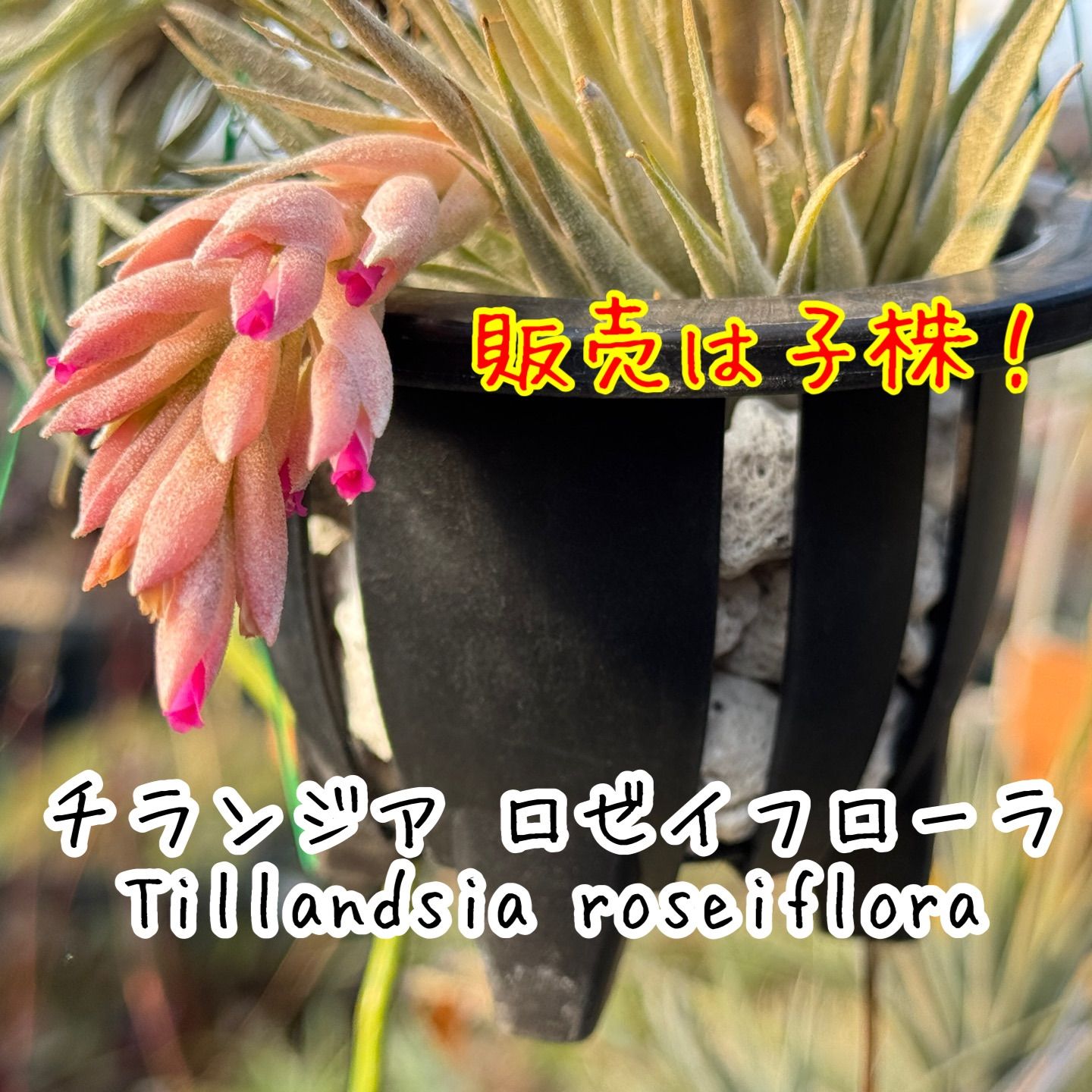 チランジア ロゼイフローラ Tillandsia roseiflora＊エア