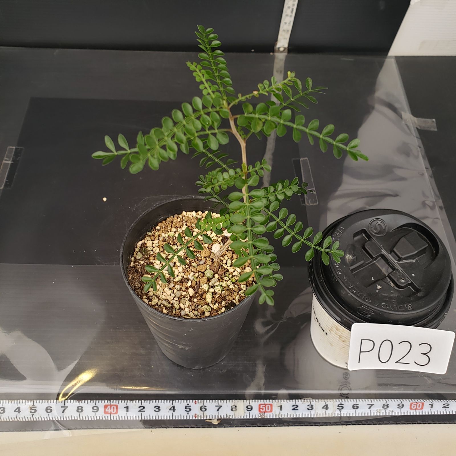 オペルクリカリア・パキプス実生6年株 ネ7050 「実生株」オペル