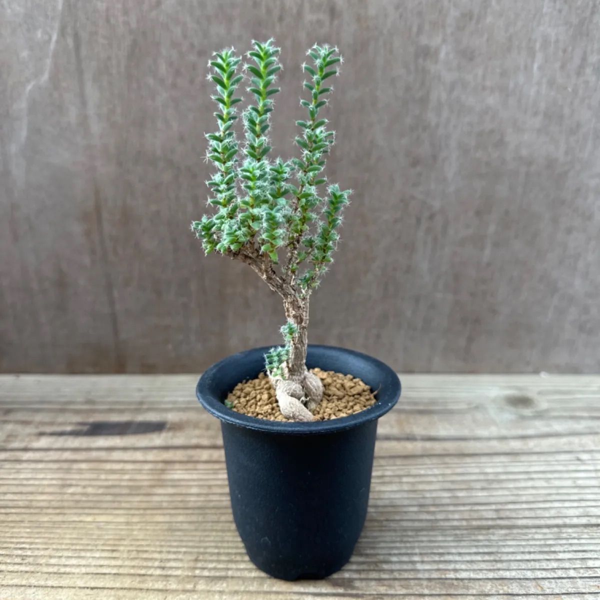 トリコディアデマ ブルボスム④ Trichodiadema bulbosum  姫紅小松 2.5号 観葉植物 観葉 植物 珍奇植物 珍奇 珍しい 塊根植物 塊根 コーデックス メセン インテリア プレゼント おしゃれ かわいい おうち時間 グリーン