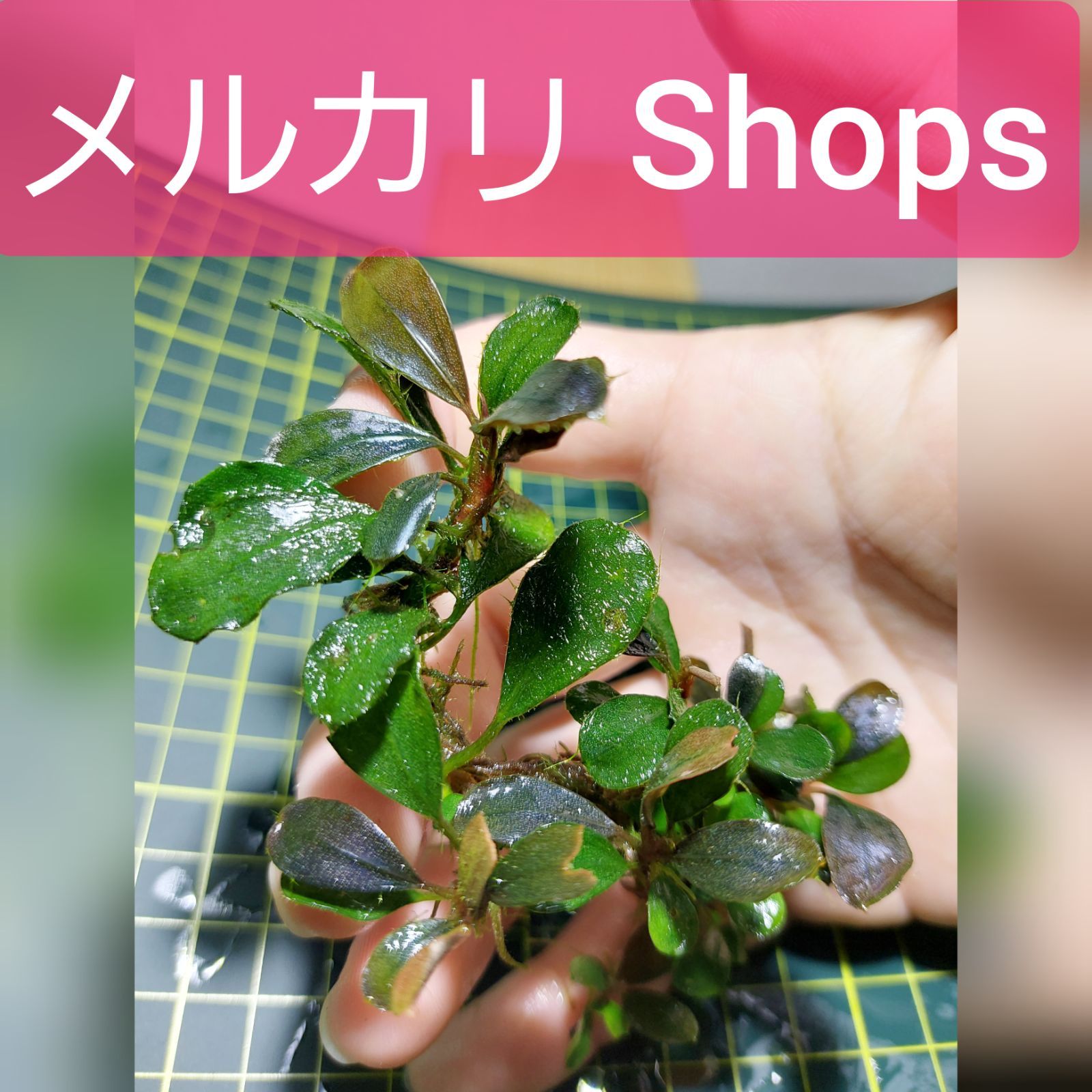 ブセファランドラｓｐ. ヘレナ 群生完全水中葉 - ペット用品