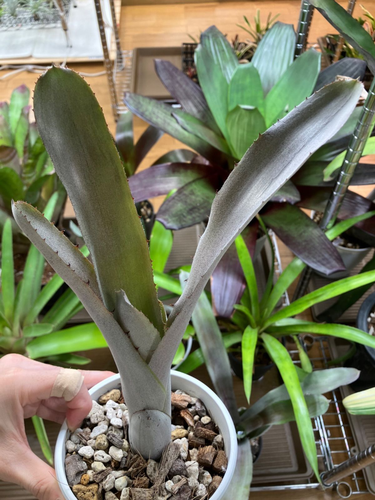 エクメア ムルフォーディ マルバ Aechmea mulfordii malva キンクマ