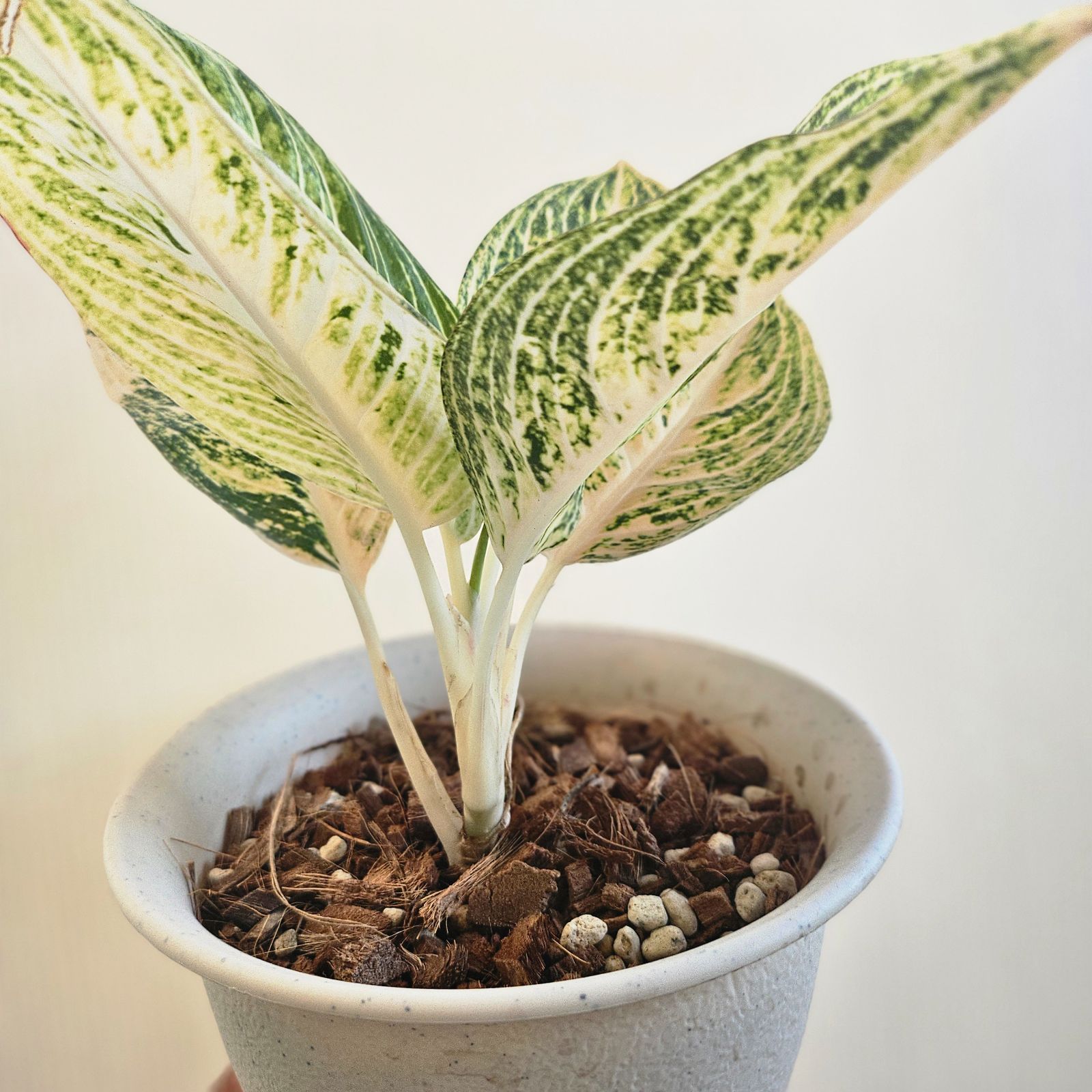☆BEGO-SELECT☆アグラオネマ ANGホワイトブラン☆Aglaonema pictum