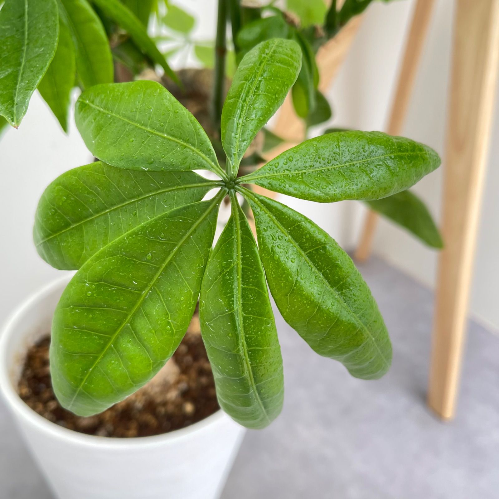 現品 観葉植物