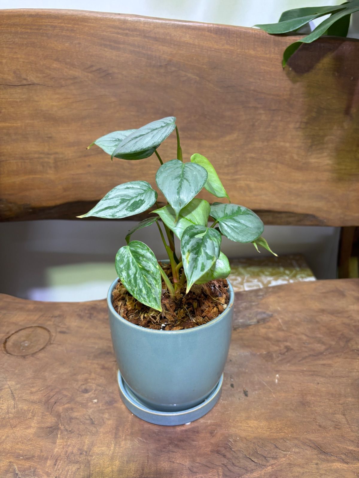 ザミア プミラ 3号 ザミア プミラ(メキシコソテツ)蘇轍 観葉植物