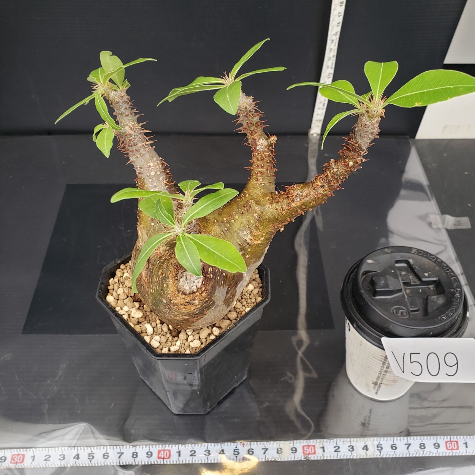 G*D様 パキポディウム種子　マカイエンセ　50粒 自家採取 G*D様 パキポディウム種子 マカイエンセ 50粒 自家採取 種・種子