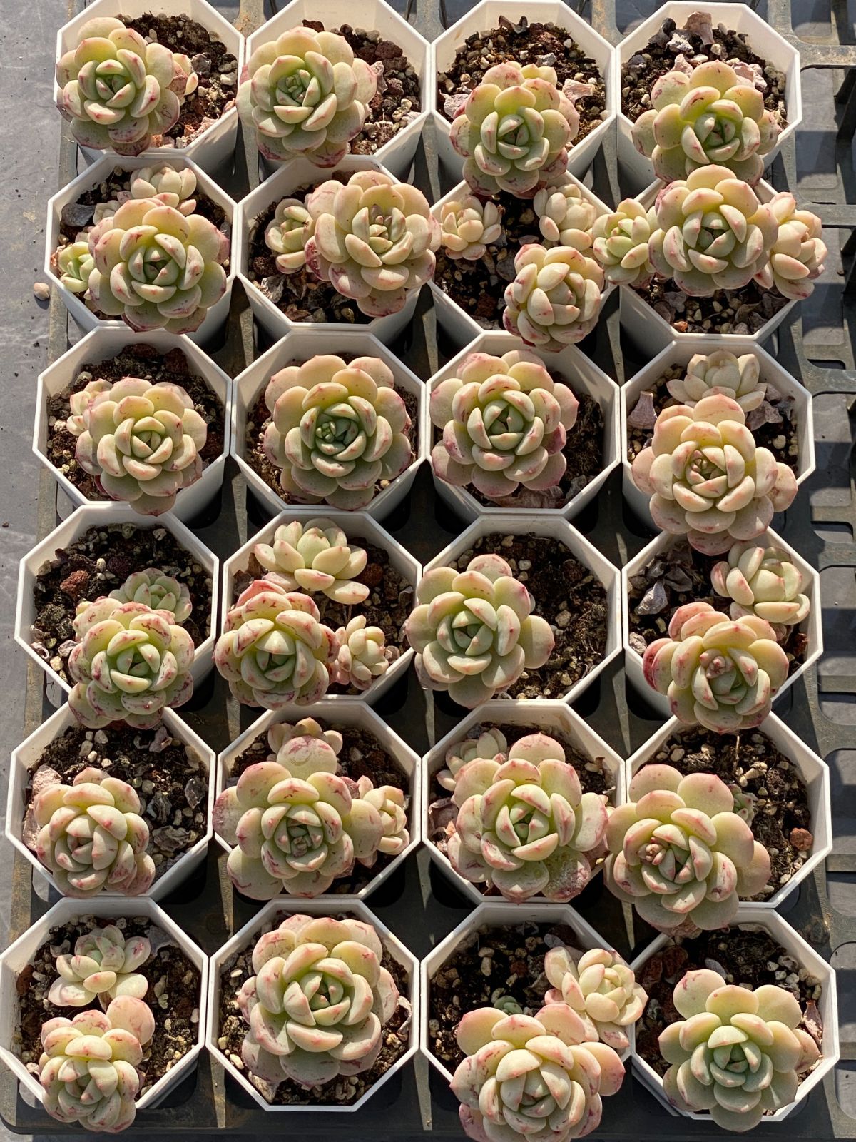 抜き苗 センソウ DP536×35 ヤマト発送 ひんそう 多肉植物 エ